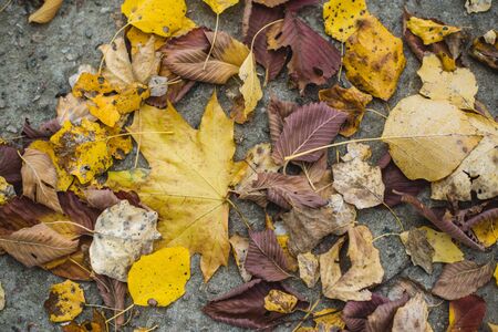 Autumn fallen maple leaves on asphalt, yellow, green. Stock horizontal photo for banner, background.の写真素材