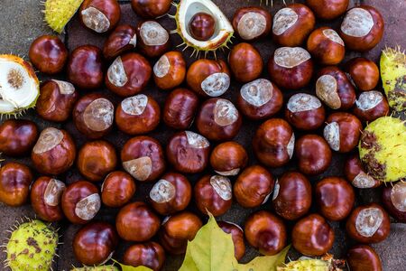 Many chestnut fruits lie on the ground. Yellow and green leaves. Chestnut Alley. Red-brown nuts.の写真素材