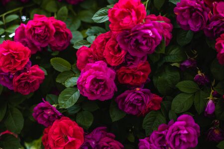 The blooming bushes of roses in the garden. Background of rose bushesの写真素材
