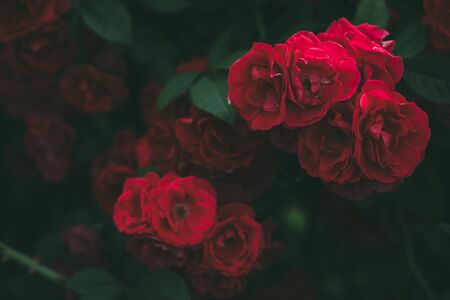 Roses dramatic toning. Background of rose bushesの写真素材