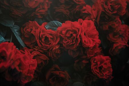 Roses dramatic toning. Background of rose bushesの写真素材