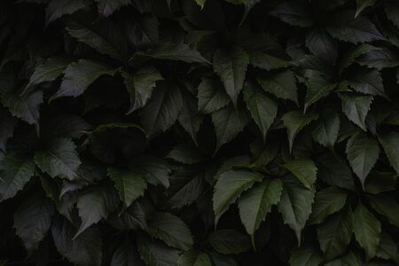 Green leaves natural background, bright green leaves of wild grape