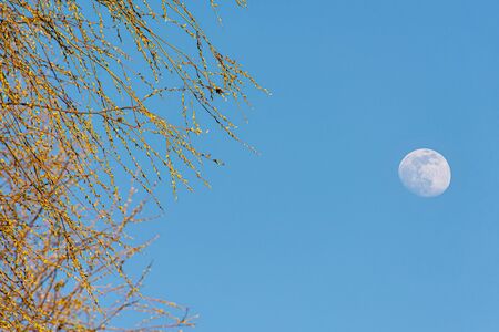 Big moon in the blue sky, A Blur Branch in The Foregroundの写真素材