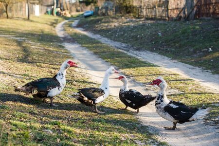 A flock of geese grazes on the green grass on a clear sunny dayの写真素材