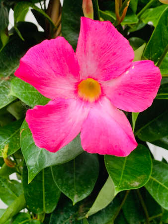 A perfect flower in bloom