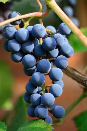 Cluster of a dark blue grapes on branch a sunny day