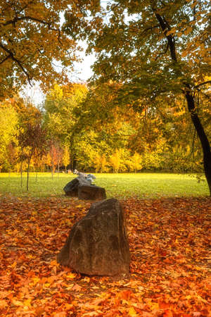 Golden leaves on branch, autumn wood with sun rays, beautiful landscapeの写真素材