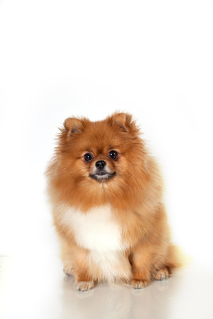 Pomeranian puppy  on white backgroundの写真素材