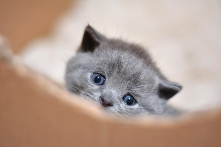 Cats Baby British and Scottishの写真素材
