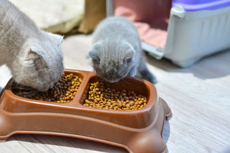 Cats Baby British and Scottish