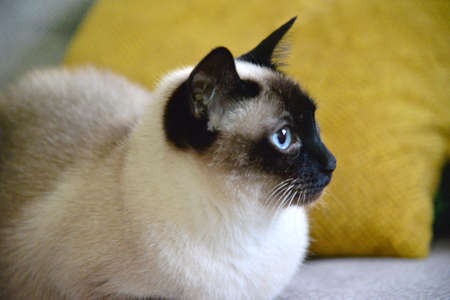 Siamese Blue Eyes cool cute cat
