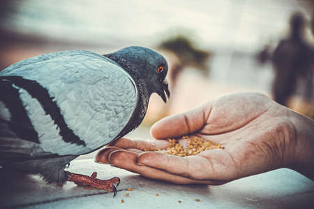 Pigeon bird wild nature peace outdoorの写真素材