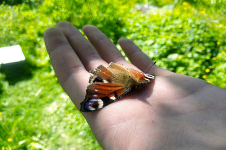 butterfly sits on an open palmの写真素材