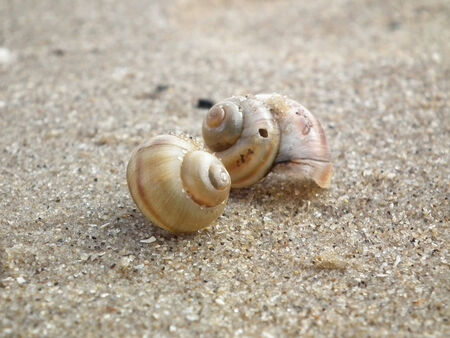 Snail shell in the sandの写真素材