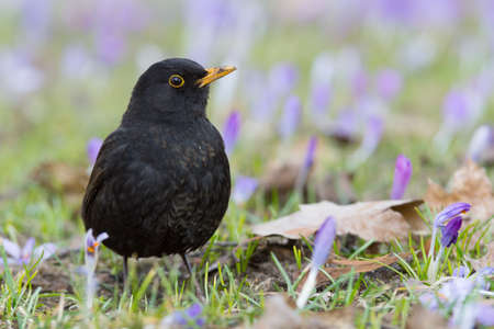 Bird on meadowの写真素材
