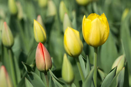 Yellow flowersの写真素材