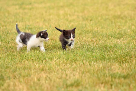 Beautiful small kitten with blue eyes. Playing at home.