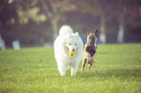 Happy pet dogs playing on Grass in a park.の写真素材