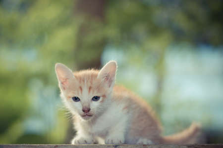 little kitten sitting on the wooden table.の写真素材