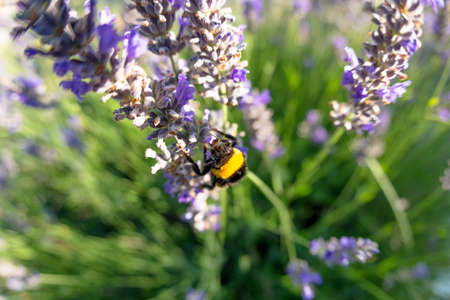 Bombus terrestris and the lavender flower. Macro photo