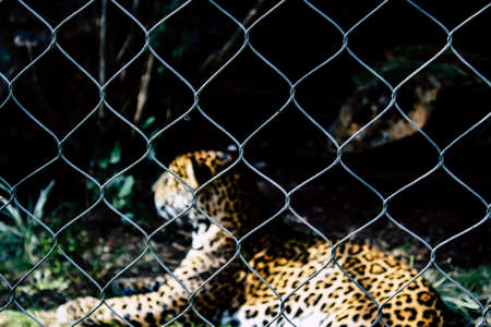 Caged spotted leopardの写真素材