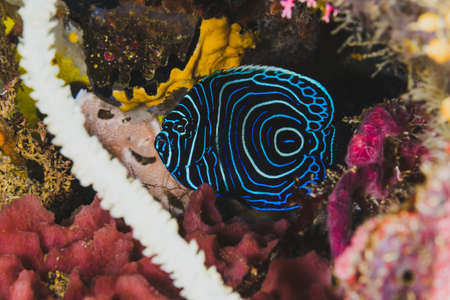 Exotic blue fish in wildlifeの写真素材