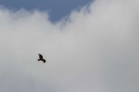 Bird flyingの写真素材