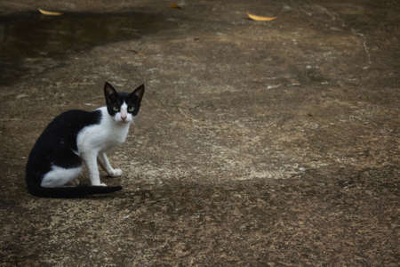 Black and white cat sitting on the roadの写真素材