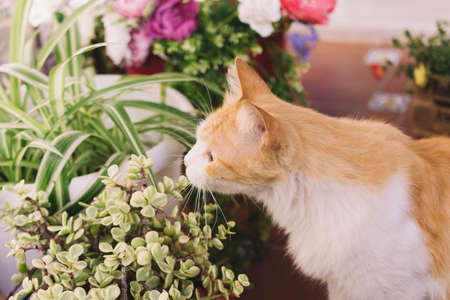 Cat smelling plantの写真素材