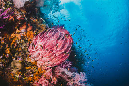 Coral reef with fishes around with clear blue water on the backgroundの写真素材