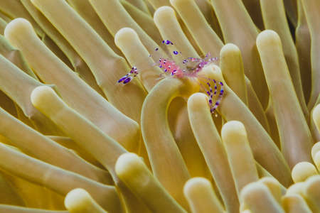Exoctic prawn on a anemoneの写真素材