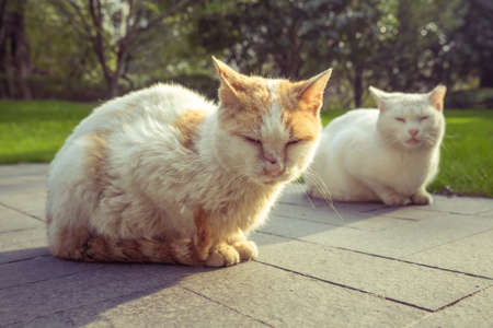 Cat Sitting On Footpath in a park of China.