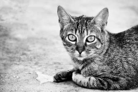Cat posing