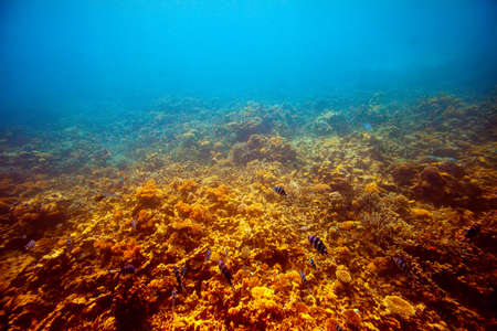 coral reef area in Red sea