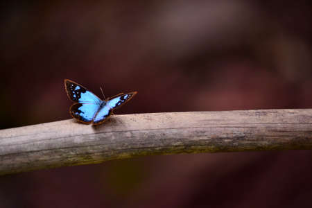 Cute butterfly with open wings