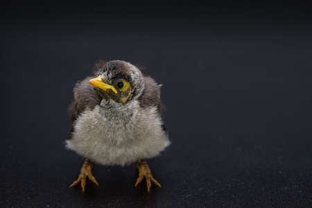 Closeup of a baby noisy miner on black background. An Australian native bird.の写真素材