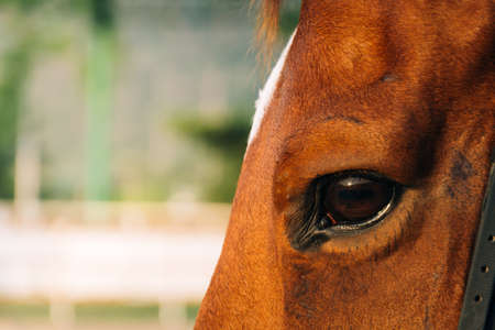 horse eye - soft focus with film filterの写真素材