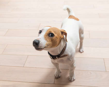 Jack Russell Terrier 10 months old portrait at homeの写真素材