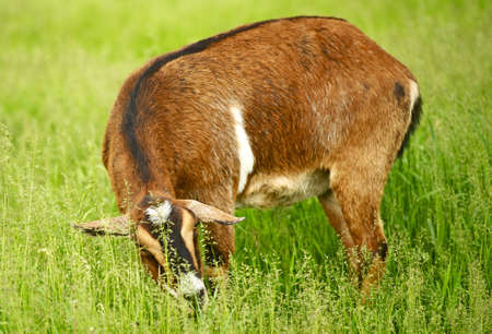 Goat on a Pasture Eating Fresh Grass. Farmland Photo.