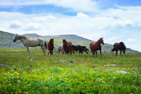 herd of horses on mountains meadowの写真素材