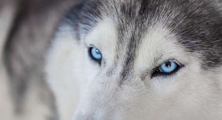 Close up on blue eyes of siberian dog