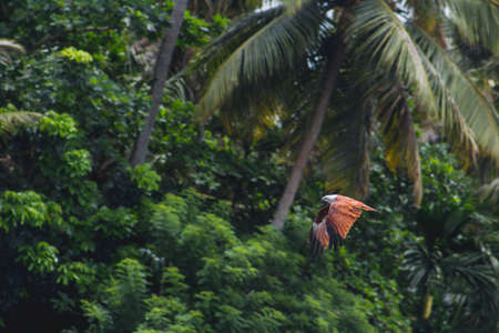 Bird flying with trees in the backgroundの写真素材