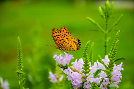 Butterfly on lilac flowerの写真素材