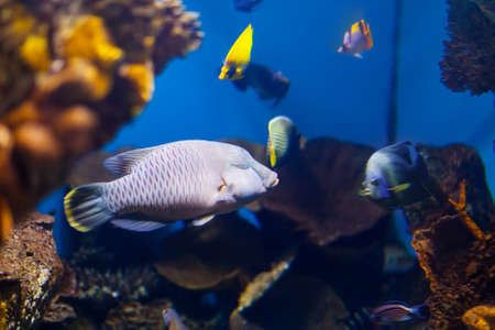 coral reef area in sea water