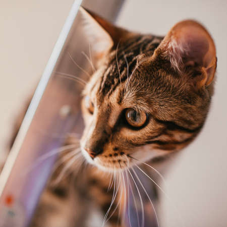 Funny Bengal cat plays on the steel ladder