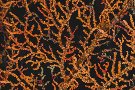 Orange coral reef with black backgroundの写真素材