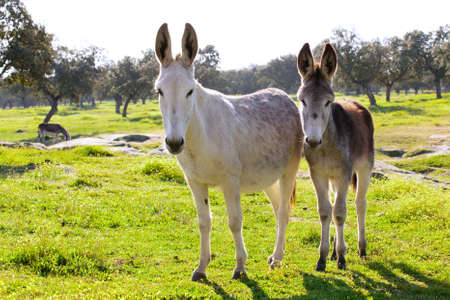 Two donkeys at countrysideの写真素材