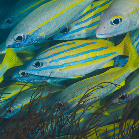 School of tropical fish on a square formatの写真素材