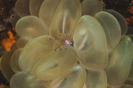 sea spider over eggsの写真素材