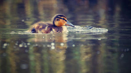 Small ducks on a pond. Fledglings mallards.(Anas platyrhynchos)の写真素材